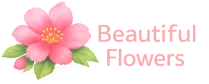 Beautiful Flowers